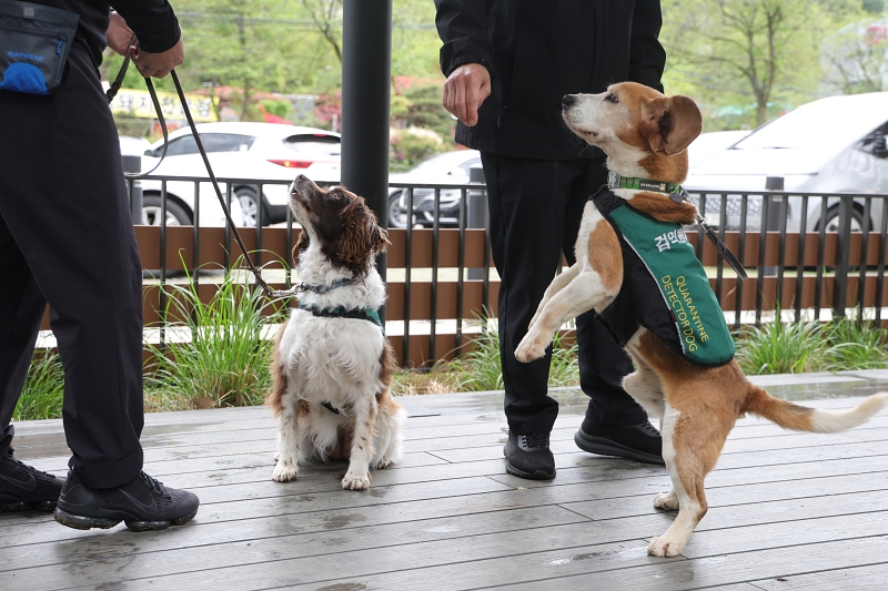 Le 24 avril, les dresseurs de l’Agence de quarantaine animale et végétale de l’aéroport international d’Incheon promènent Mari et Norang, deux chiens de détection à la retraite, lors d’un événement visant à encourager leur adoption dans un Starbucks à Namyangju, dans la province de Gyeonggi-do.