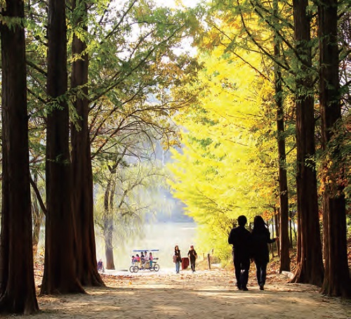 Metasequoia Forest Walkway on Namiseom Island
