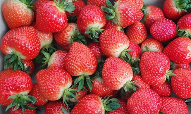 Le secret de la popularité des fraises coréennes