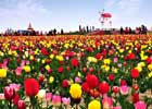 Le Festival des Tulipes de Shinan