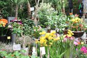 Les fleurs multicolores attirent le chaland sur les marchés 