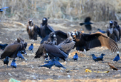 Des chercheurs analysent le génome du vautour eurasien