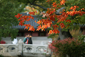 Magnifique automne en Corée