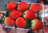 Les fraises coréennes à la conquête du marché international