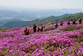 Azalées royales et cerisiers en fleurs couronnent la montagne Hwangmaesan