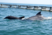 Un couple de dauphin prêt à renouer avec la liberté