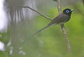 Des oiseaux tropicaux très rares font halte en Corée