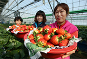 Les fraises coréennes seront exportées au Vietnam