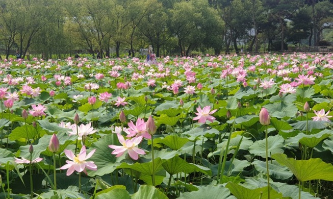 Festival des lotus de Semiwon