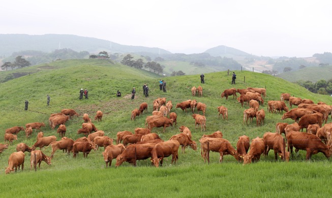 Image du jour : des vaches coréennes mises au pâturage à Daegwallyeong