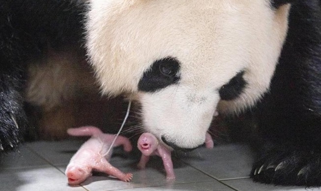 Le parc d'attraction Everland accueille deux bébés pandas géants