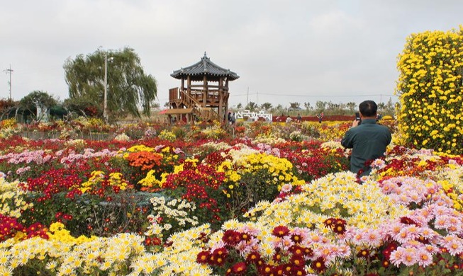 Jardin de chrysanthèmes