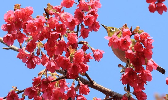 Oiseau sur cerisier en fleurs