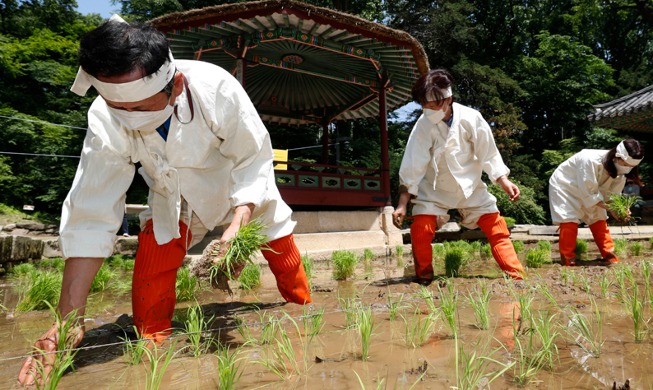 Image du jour : repiquage du riz au Palais Changdeokgung pour souhaiter une année de récolte abondante