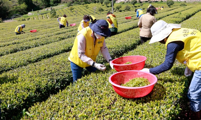 Image du jour : la plantation de thé vert de Boseong au printemps