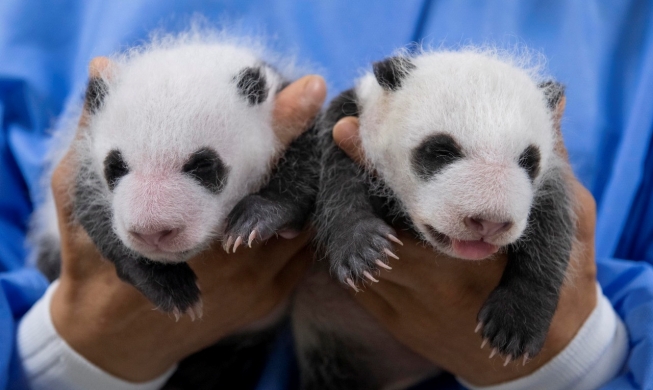Les deux bébés pandas du parc Everland fêtent déjà leurs 30 jours !