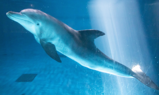 Le dernier grand dauphin de l’océan Indien en captivité sera remis en liberté