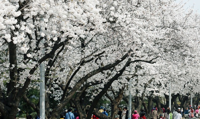 Floraison des cerisiers prévue 5 à 7 jours plus tôt que d’habitude cette année