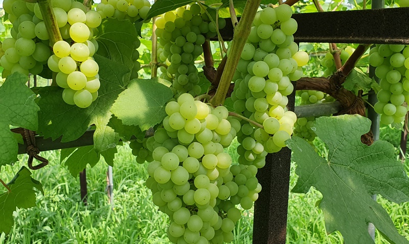 Une variété de raisin coréenne Cheongsu est utilisée pour la fabrication de vin blanc dans de nombreux vignobles en Corée. © Grand Coteau