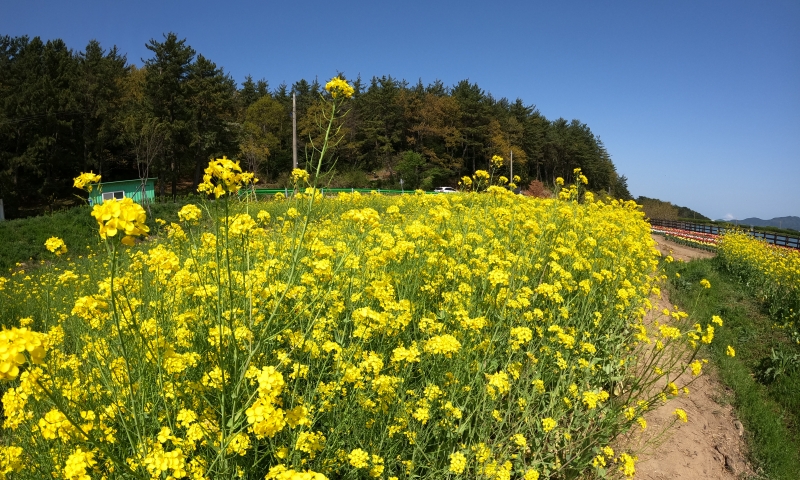 Bien que Namhae accueille les visiteurs avec sa beauté unique au cours des quatre saisons, toutes les personnes lesquelles Korea.net a rencontré lors de sa visite ont déclaré que l'île était « particulièrement belle au printemps ». Lorsque vous voyagez à Namhae, profitez des magnifiques et éclatantes fleurs printanières qui décorent la montagne et les champs remplis de fleurs de colza, d'azalées et de tulipes qui plaisent à tous. ⓒ Kim Hyelin / Korea.net
