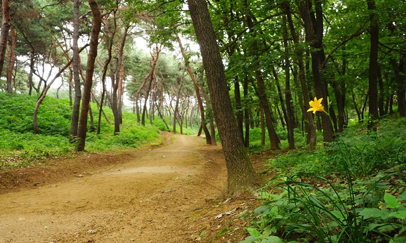 Les sentiers de Saneung à Namyangju 
