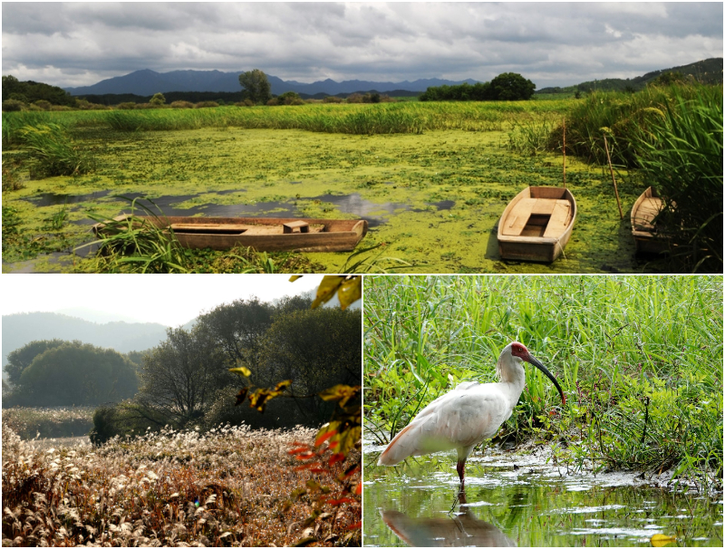 En haut : les marais en été. À gauche : les marais recouverts de plantes aquatiques, en automne. À droite : un ibis japonais en train de se nourrir. © Comté de Changnyeong