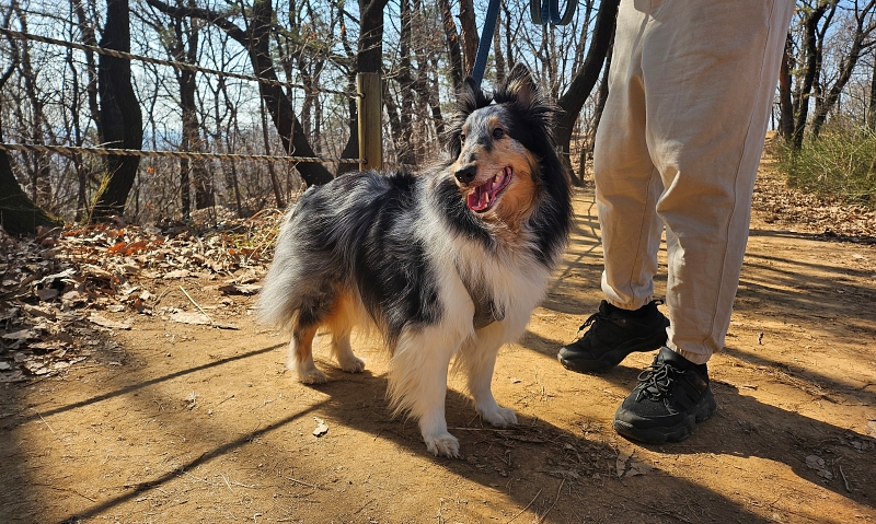 Un chien se promène avec son maître sur la colline Bongje, dans l’ouest de Séoul, le 24 mars 2024. © Cao Thi Ha / Korea.net
