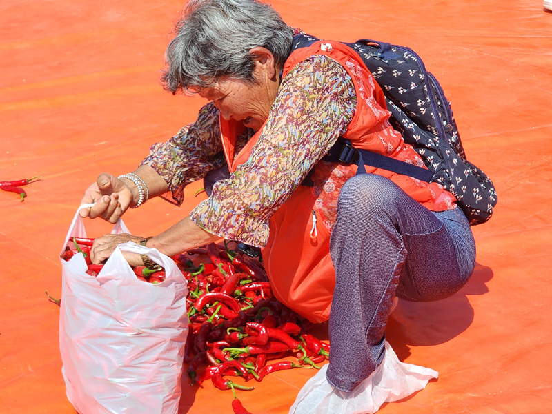 Une participante au festival du piment et des baies de goji de Cheongyang remplit un sac de piments, le 31 août 2024. © Hong Angie