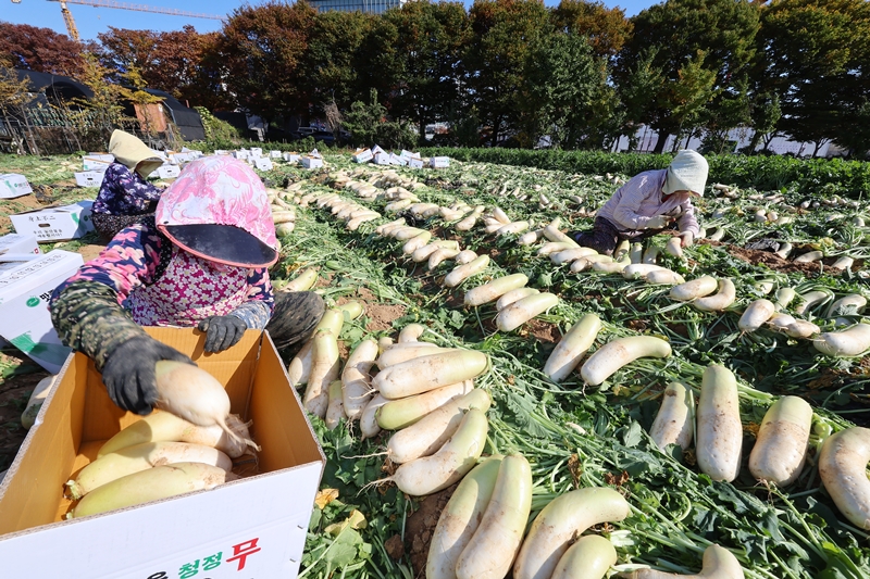 Les agriculteurs récoltent des radis la veille d'Ipdong, qui marque le début de l'hiver, dans une ferme de l'arrondissement de Namdong-gu à Incheon.