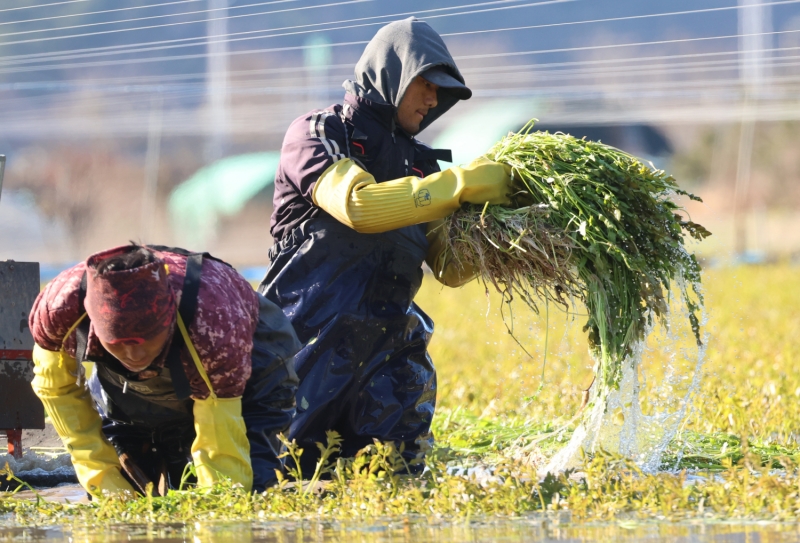 Deux travailleurs étrangers récoltent des légumes dans une ferme à Busan. © Agence de presse Yonhap