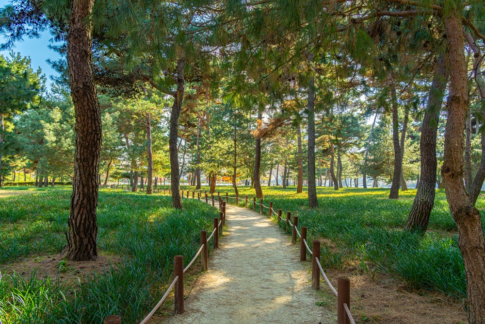 Plus de 900 arbres poussent dans la forêt de Hadong Song, dont des arbres patrimoniaux (génétiquement identiques au monument naturel) et des pins offerts par les habitants du comté. © Office national du tourisme coréen