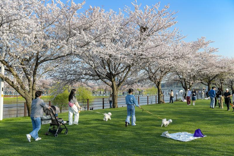 Des habitants promènent leur chien au parc Green Island à Suncheon, dans la province du Jeolla du Sud. © Ministère de la Culture, des Sports et du Tourisme