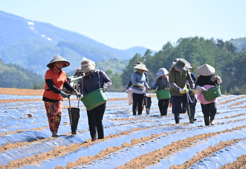 Des travailleurs étrangers dans une ferme de Pyeongchang, dans la province du Gangwon. © Comté de Pyeongchang