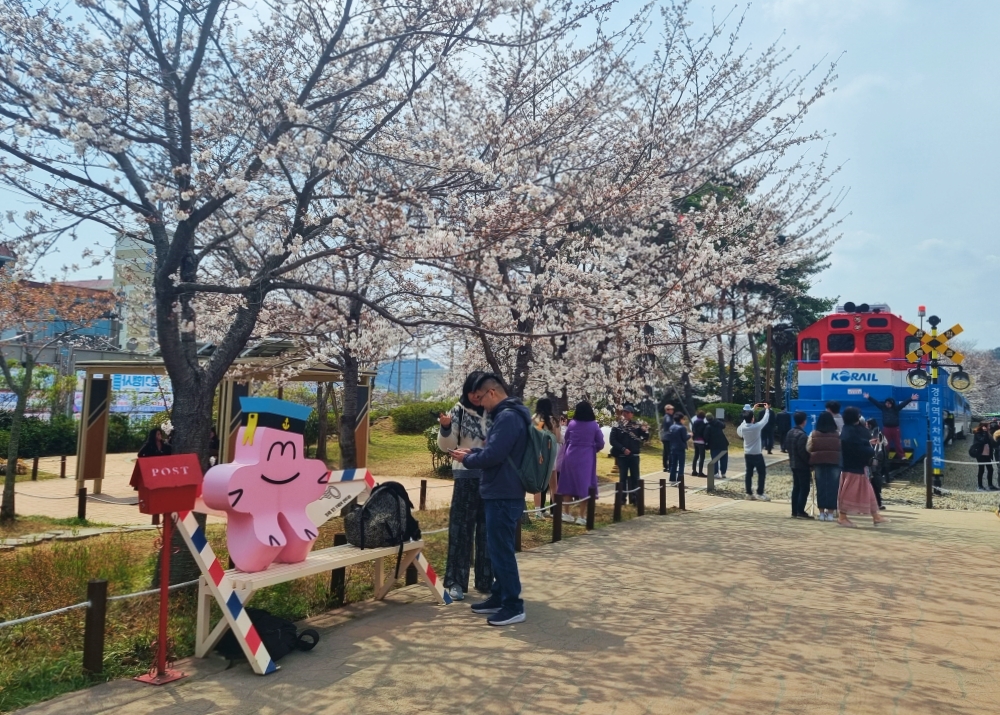 Les cerisiers en fleurs et la rame d’un train Saemaul, au parc de l’ancienne gare de Gyeonghwa, à Jinhae. © Aisylu Akhmetzianova / Korea.net