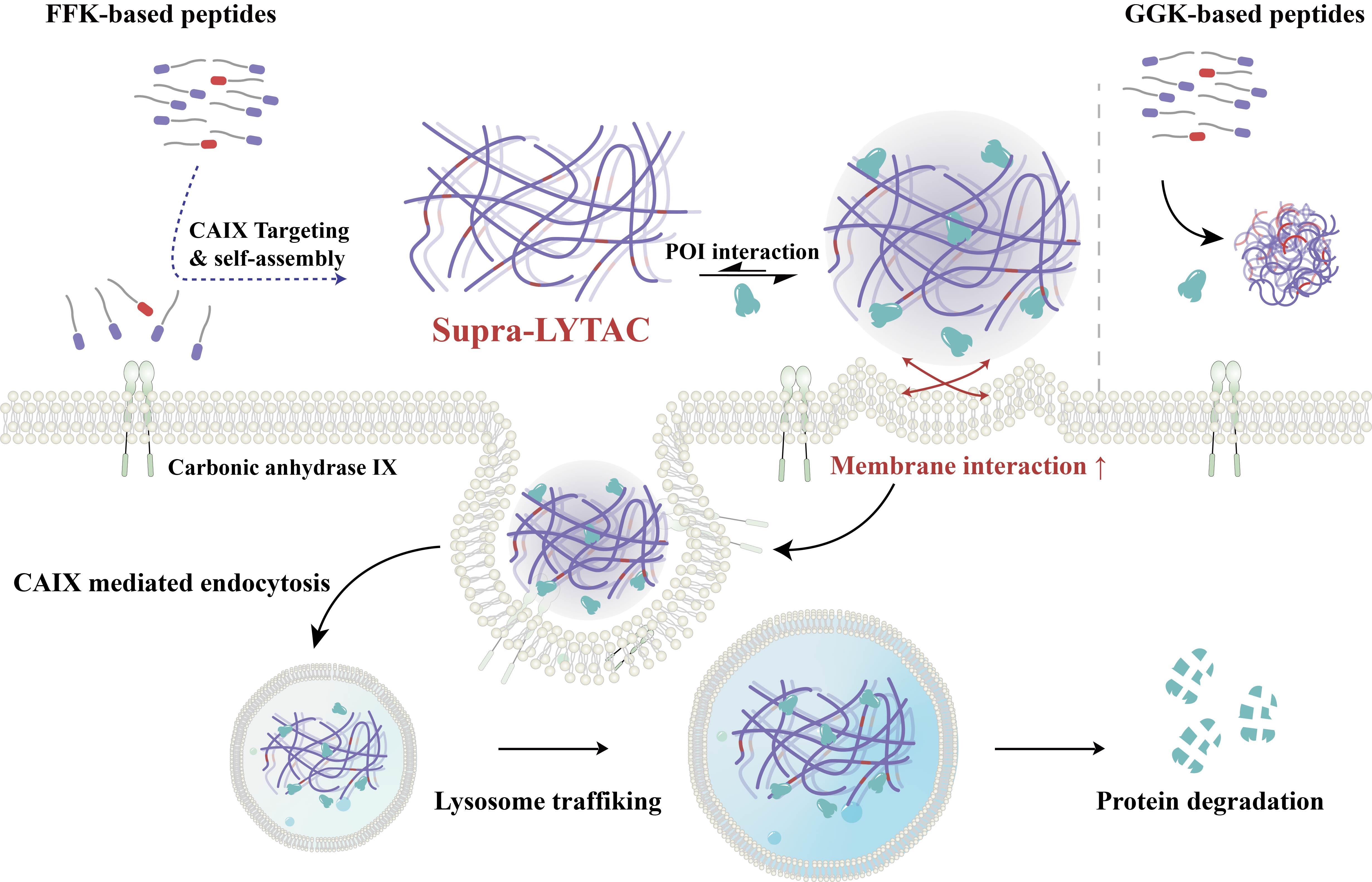 Schéma montrant le processus de dégradation de la protéine PD-L1 dans les cellules cancéreuses. © Université nationale de science et de technologie d'Ulsan