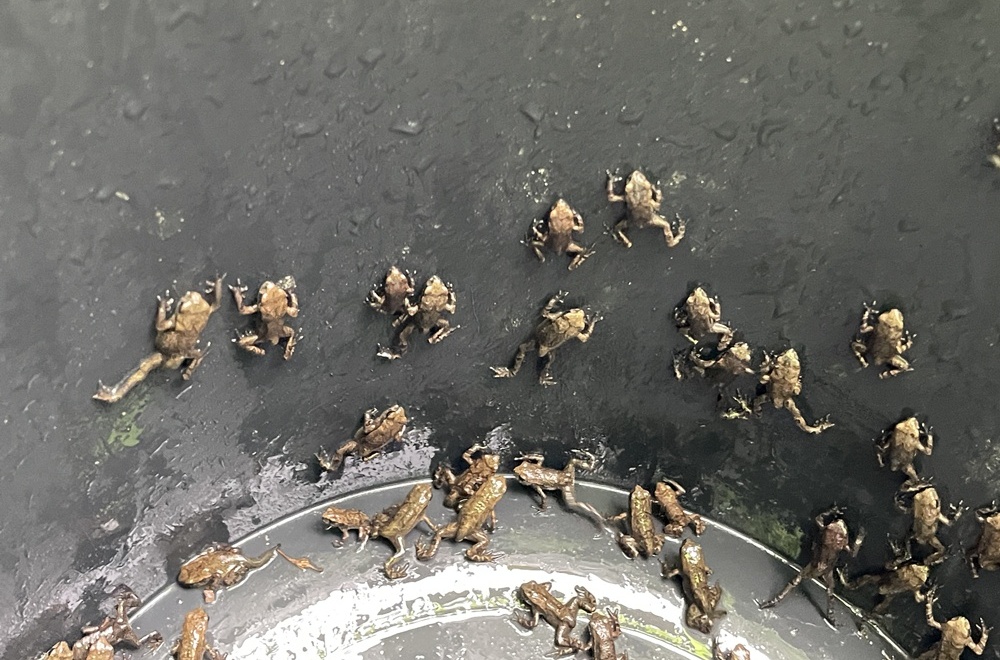 Des crapelets (bébés crapauds) se déplacent vers la montagne Hwangbangsan, dans l’arrondissement Jung d’Ulsan, le 9 mai 2025. © Arrondissement Jung, Ulsan