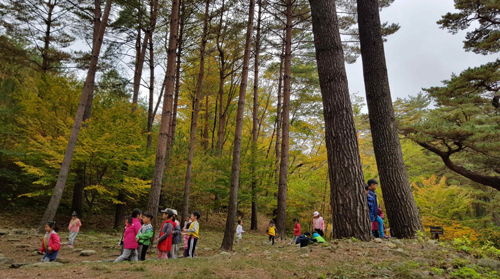 Une forêt de pins, à Uljin, dans le Gyeongsang du Nord. © Ministère de l’Agriculture, de l’Alimentation et des Affaires rurales