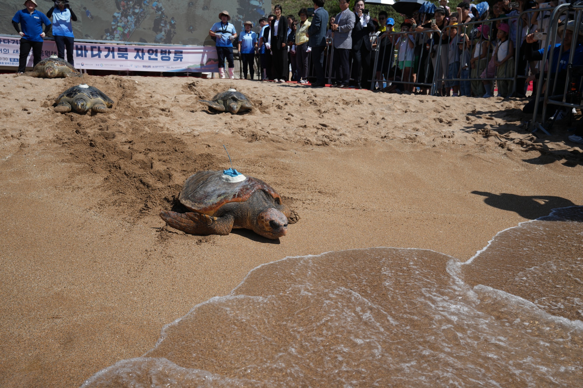 Une tortue caouanne, suivie de trois tortues vertes, rampe sur le sable de la plage de Jungmun Saekdal de Seogwipo, à Jeju, le 11 septembre 2025. © Ministère des Affaires maritimes et de la Pêche
