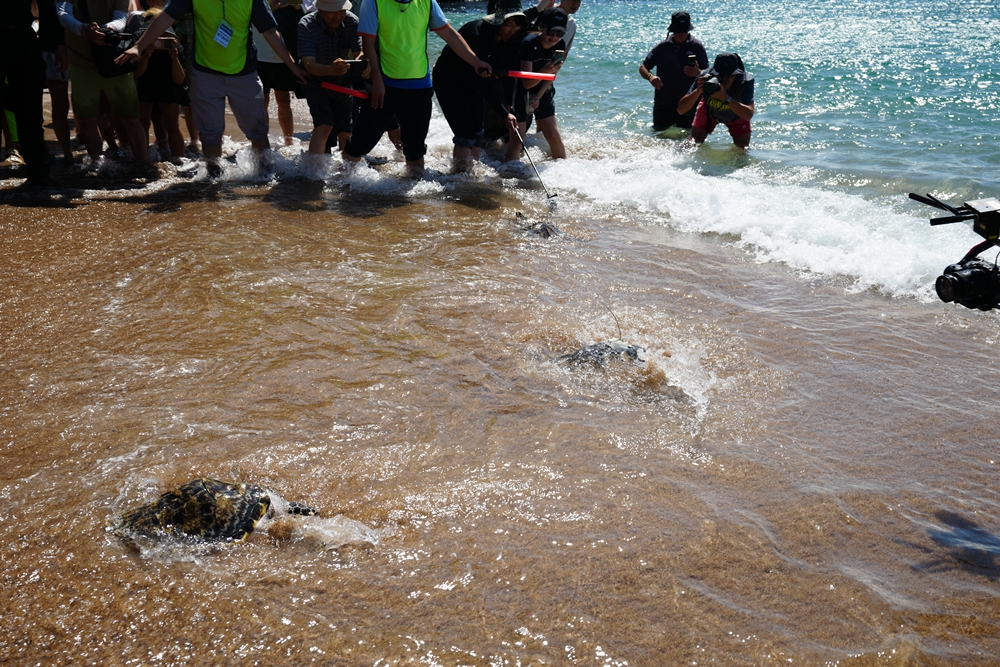 Trois tortues imbriquées née en Corée après une incubation artificielle se dirigent vers la mer depuis la plage de Jungmun Saekdal de Seogwipo, à Jeju, le 11 septembre 2025. © Ministère des Affaires maritimes et de la Pêche