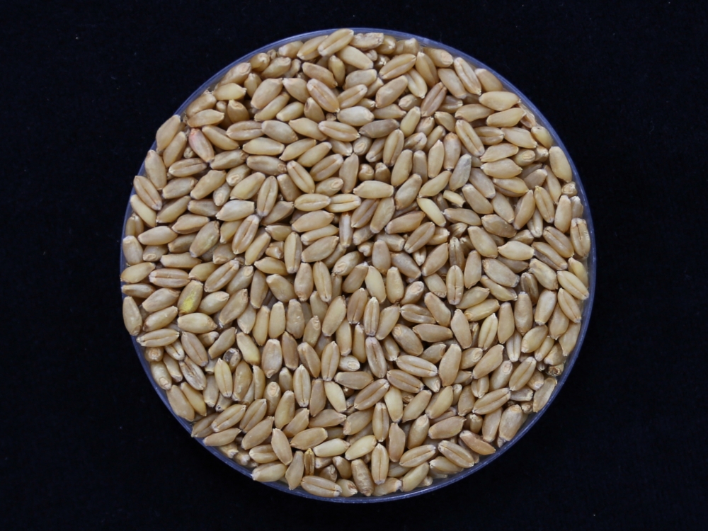 Des graines de blé Irum. © Administration du développement rural