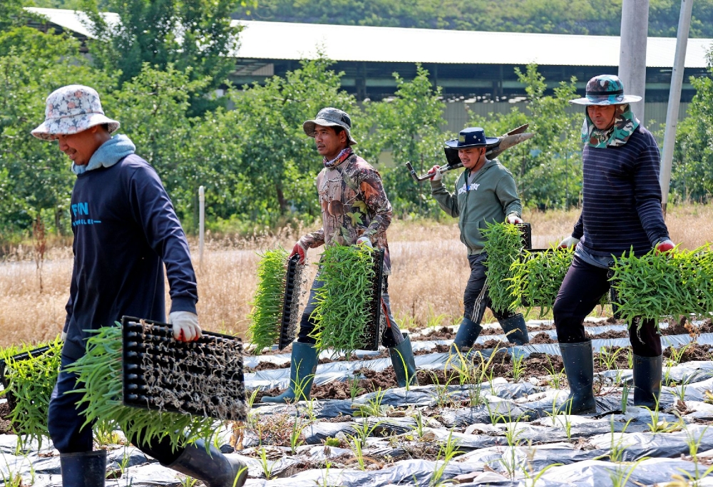 Des travailleurs saisonniers originaires du Cambodge dans une exploitation de maïs du comté de Goesan, dans le Chungcheong du Nord, le 24 juin 2025. © Comté de Goesan