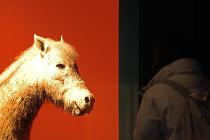 Un visiteur observe une sculpture de poney lors de l’exposition spéciale intitulée « The Famous Feast of the House » au musée folklorique national de Corée, à Séoul, le 16 décembre 2025. © Park Daejin / Korea.net