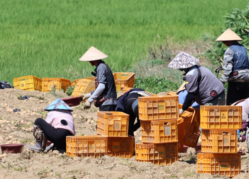 Des travailleuses vietnamiennes récoltent des pommes de terre dans une ferme à Gangneung, dans la province du Gangwon, le 23 juillet 2025. © Agence de presse Yonhap