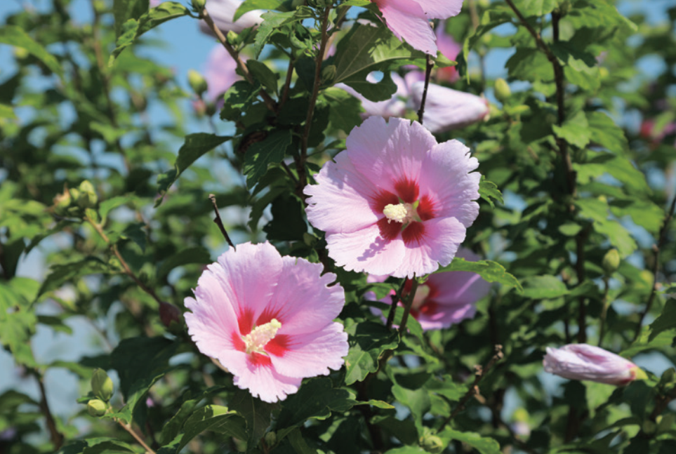 6. Mugunghwa  Il incarne l’identité coréenne, alliant élégance et capacité à prospérer.