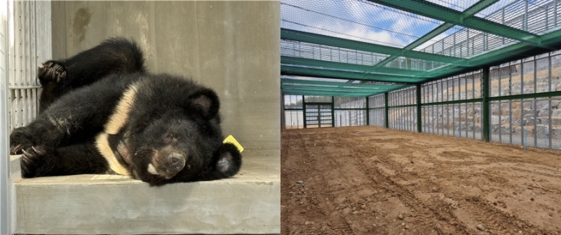 Un ours hébergé dans un centre de protection à Gurye, dans le Jeollanam-do. © Ministère du Climat, de l'Énergie et de l’Environnement