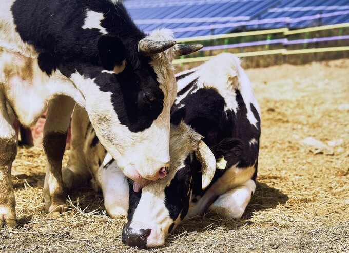 Des vaches vivant au New Moon Sanctuary, à Inje, dans le Gangwon. © Animal Liberation Wave