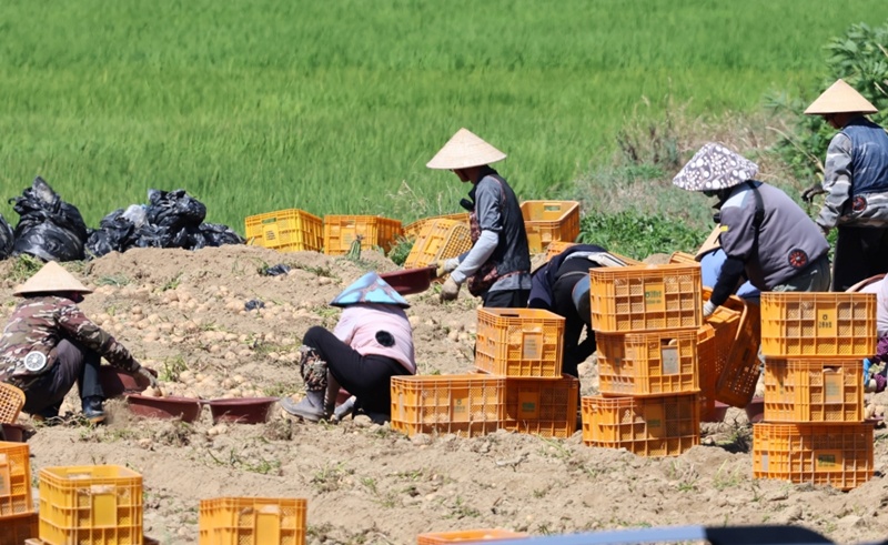 Des travailleurs vietnamiens ramassent des pommes de terre dans un champ de Gangneung, dans le Gangwon, le 23 juillet 2025. &copy; Agence de presse Yonhap