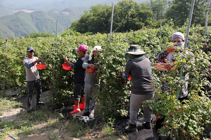 Des travailleurs étrangers recueillent des framboises noires dans une ferme de Muju dans la province du Jeollabuk-do. © Muju dans la province du Jeollabuk-do