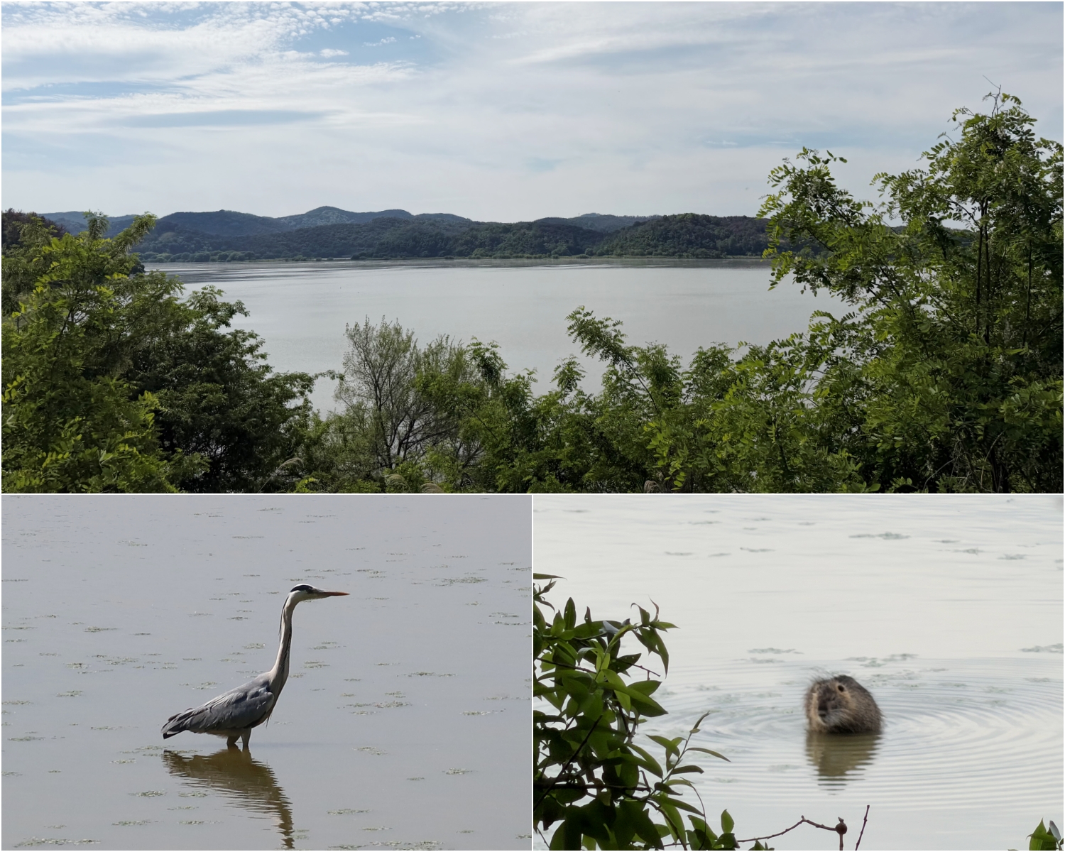 Les marais d&rsquo;Upo, le 7 mai 2026. Depuis le rivage, on pouvait apercevoir des h&eacute;rons et des loutres se rafra&icirc;chissant. &copy; Charles Audouin / Korea.net