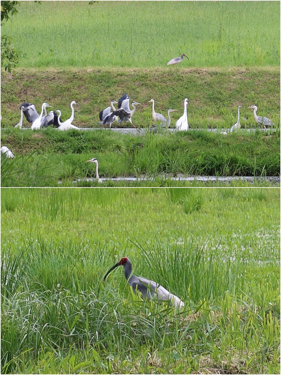 Plusieurs esp&egrave;ces d&rsquo;oiseaux sont observables depuis le sentier situ&eacute; pr&egrave;s du Upo Crested Ibis Restoration Center, dont des h&eacute;rons et des ibis nippons (en bas), dont le plumage blanc devient gris pendant la p&eacute;riode de reproduction. &copy; Charles Audouin / Korea.net